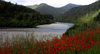 red flowers by the lake (photographer: Mark Duffy)