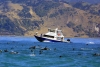 New Zealand - South island - Kaikoura: Dolphin swimming (photographer Rod Eime)