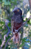 New Zealand - New Zealand -  North island - Wellington: Kaka parrot - Karori Sanctuary (photographer R.Eime)