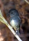 New Zealand - New Zealand -  North island - Wellington: Robin - Karori Sanctuary (photographer R.Eime)