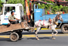 Managua, Nicaragua: horse drawn cart in the traffic of Av. Bolivar- photo by M.Torres