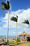 Managua, Nicaragua: harbour on Lake Managua / Lago Xolotln - windswept coconut trees - Puerto Salvador Allende - malecn - photo by M.Torres