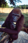Nigeria - Kano: gorila - meet Flora (Gorilla Gorilla) - African fauna - primates - great apes - photo by Dolores CM