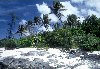 Northern Mariana Islands - Rota island / ROP: windswept palms (photo by Mona Sturges)
