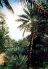 Oman - Oasis: palm-trees (photo by Miguel Torres)
