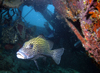 Palau: grouper in wreck - underwater image - photo by B.Cain