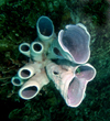 Palau: tube sponges - underwater image - photo by B.Cain