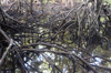 Carp / Ngercheu Island, Koror state, Palau: dense mangroves - photo by B.Cain