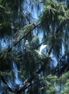 Anguar island, Palau: white birds on a tree - photo by M.Sturges