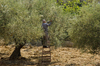 Bet Jala, West Bank, Palestine: man picking olives using a step ladder - photo by J.Pemberton