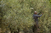 Bet Jala, West Bank, Palestine: man picking olives - photo by J.Pemberton