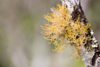 Panama - Cerro Azul: Yellow Lichen - photo by H.Olarte