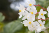Panama - Cerro Azul: Begonia flowers - photo by H.Olarte