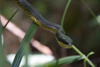 Panama - Cerro Azul: Green-Yellow Tropical snake - photo by H.Olarte