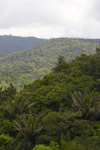 Panama - Cerro Azul: tropical rainforest - Corregimiento de 24 de Diciembre - photo by H.Olarte
