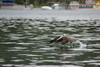 Pelican landing on the water - Isla Grande, Coln, Panama, Central America - photo by H.Olarte