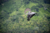 Pelican in flight - Isla Grande, Coln, Panama, Central America - photo by H.Olarte