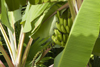 Banana tree - Isla Grande, Coln, Panama, Central America - photo by H.Olarte