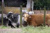 Panama province - Cebu cattle - Bos primigenius indicus - Zebus or humped cattle - photo by H.Olarte