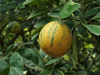 Panama province - Coronado: Citrus Aurantiun - Bitter Orange - fruit - photo by H.Olarte