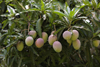 Capira, Panama province: mangos hanging from the tree - photo by H.Olarte