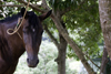Capira, Panama province: horse tied to a tree - photo by H.Olarte