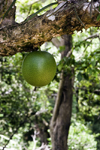 Capira, Panama province: fruit of a calabash tree - gourd tree - Crescentia cujete - photo by H.Olarte