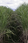 Aguadulce, Cocle province, Panama: sugar cane plantation - photo by H.Olarte