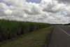Aguadulce, Cocle province, Panama: Pan-American Highway going through a sugar cane plantation - Carretera Panamericana y caa de azcar - photo by H.Olarte