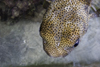 Galeta Island, Coln province, Panama: blowfish, Smithsonian Tropical Research Institute - STRI, Galeta Point - photo by H.Olarte