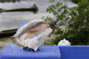 Galeta Island, Coln province, Panama: strombus gigas conch, Smithsonian Tropical Research Institute, Galeta Point - photo by H.Olarte