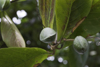 Galeta Island, Coln province, Panama: tropical almond, Terminalia catappa - photo by H.Olarte