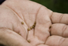 Galeta Island, Coln province, Panama: Frijolillo seeds on a hand - Crotalaria retusa - photo by H.Olarte
