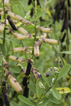 Galeta Island, Coln province, Panama: Frijolillo - toxic plant, Crotalaria retusa - Cachimbito - Cascabelillo - Yellow lupin - Devil bean - photo by H.Olarte
