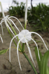 Galeta Island, Coln province, Panama: Spider Lily - Hymenocallis caribaea - bulbous perennial herb whose stamens unite in a characteristic corona - tropical flower - photo by H.Olarte
