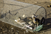 Santiago de Veraguas, Panama: young ducks for sale in a cage - El Mosquero public market - photo by H.Olarte