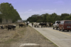 Herrera, Azuero, Los Santos province, Panama: stopping the traffic - cowboys guiding a group of cows to a new location - photo by H.Olarte