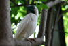 Paraguay - Asuncin - bare-throated bellbird on a branch - Procnias nudicollis - Pjaro Campana - photo by Amadeo Velazquez - Pjaro Campana. El pjaro campana est en peligro crtico de extincin. En Paraguay, su supervivencia est seriamente comprometid