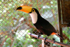 Paraguay - Asuncin - Toucan in a cage - photo by Amadeo Velazquez - Los tucanes se estudian en la familia Ramphastidae. Estas aves son naturales de las Amricas y en su mayora habitan en las selvas tropicales. La ubicacin se extiende desde el sur de M