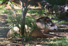 Asuncin, Paraguay: South American Tapir in the shade - Tapirus terrestris - Anta - Asuncin zoo - photo by A.Chang