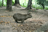 Asuncin, Paraguay: Capybara, Hydrochoerus hydrochaeris - world's largest rodent - aka capivara, capibara, chigire, ronsoco, carpincho - Asuncin zoo - photo by A.Chang