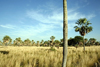 Presidente Hayes department, Paraguay: Gran Chaco - grassland and palm trees - photo by A.Chang