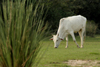Villa Florida, Misiones department, Paraguay: cow grazing - livestock raising - photo by A.Chang
