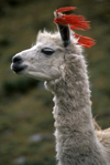 Llullchapampa, Cuzco region, Peru: close-up of white Llama with tassels- Inca Trail - photo by C.Lovell