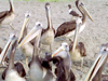 Paracas National Reserve / Reserva Nacional de Paracas, Ica region, Provincia de Pisco, Peru: pelicans - pelikan - birds - fauna - photo by M.Bergsma