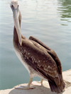 Paracas National Reserve / Reserva Nacional de Paracas, Ica region, Provincia de Pisco, Peru: pelican / pelikan / pelicano - photo by M.Bergsma
