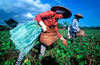 Philippines - peasants - harvest - agriculture - photo by B.Henry