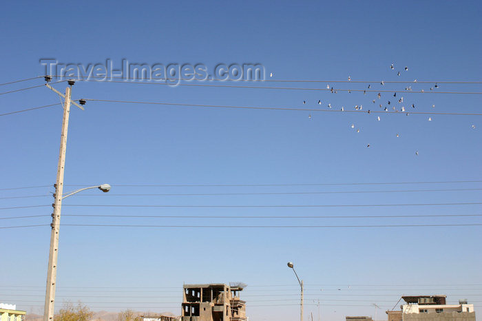 afghanistan14: Afghanistan - Herat - pigeons in the air - photo by E.Andersen - (c) Travel-Images.com - Stock Photography agency - Image Bank