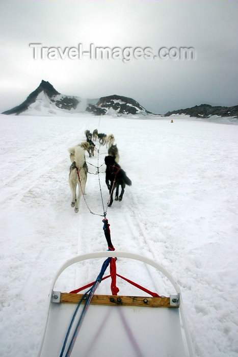 alaska100: Alaska - Skagway: Denver Glacier - on a dogsled (photo by Robert Ziff) - (c) Travel-Images.com - Stock Photography agency - Image Bank