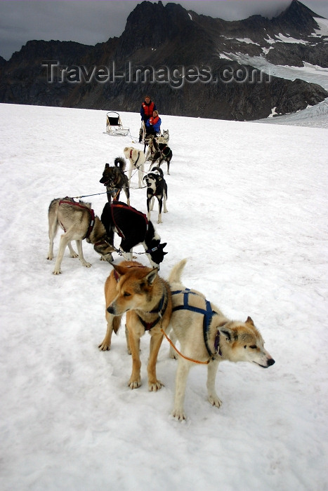 alaska101: Alaska - Skagway: Denver Glacier - dogs and dogsled (photo by Robert Ziff) - (c) Travel-Images.com - Stock Photography agency - Image Bank